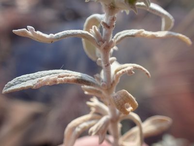 Stachys burchelliana, photographed by Mahomed Desai