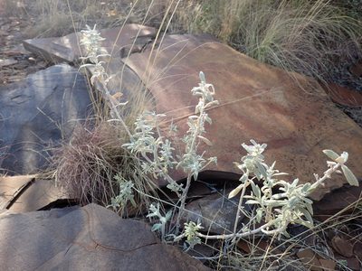 Stachys burchelliana, photographed by Mahomed Desai