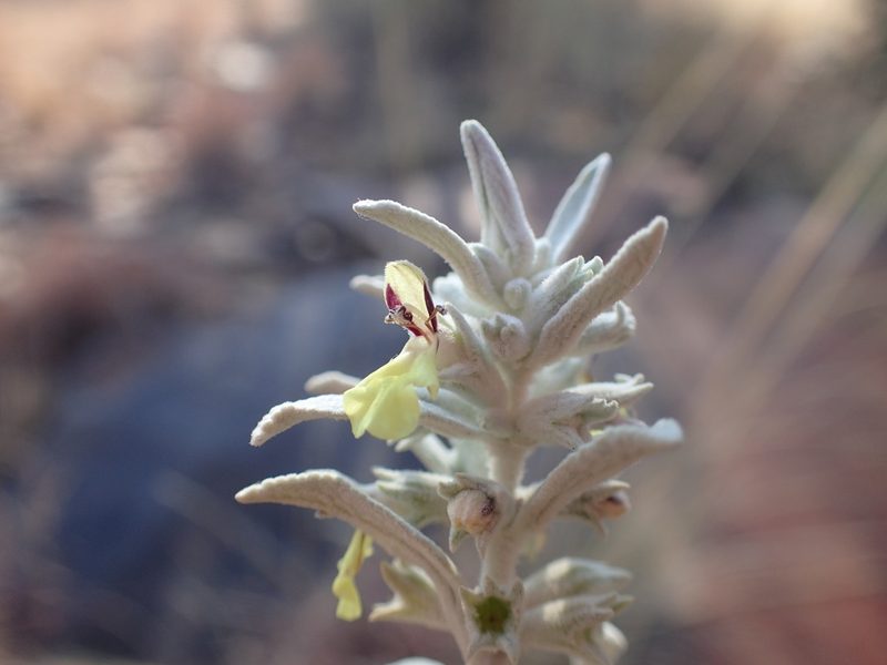 Stachys burchelliana, photographed by Mahomed Desai