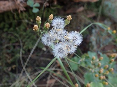 Cineraria canescens, photographed by Mahomed Desai