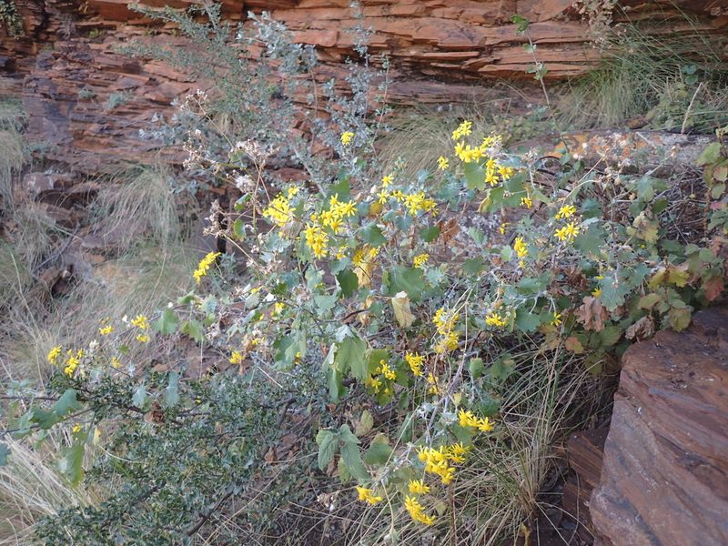 Cineraria canescens, photographed by Mahomed Desai