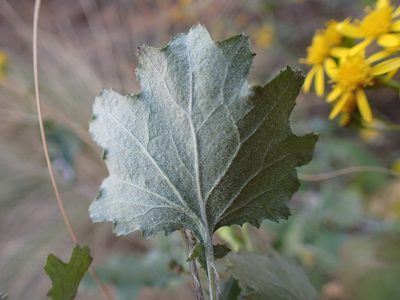 Cineraria canescens, photographed by Mahomed Desai