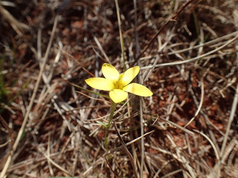 Sebaea exigua, photographed by Mahomed Desai