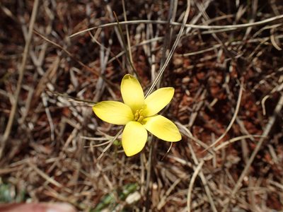 Sebaea exigua, photographed by Mahomed Desai