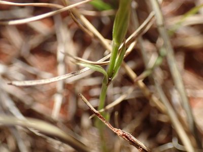 Sebaea exigua, photographed by Mahomed Desai
