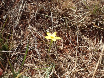 Sebaea exigua, photographed by Mahomed Desai