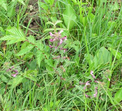 Pedicularis palustris, photographed by R Clarke