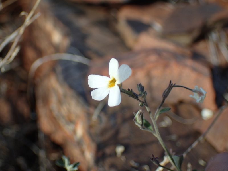 Jamesbrittenia integerrima, photographed by Mahomed Desai