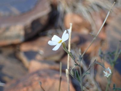Jamesbrittenia integerrima, photographed by Mahomed Desai