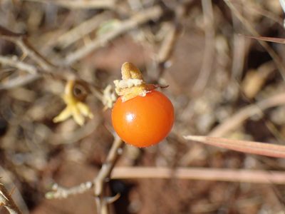 Solanum capense, photographed by Mahomed Desai