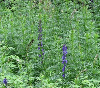Aconitum napellus, photographed by R Clarke