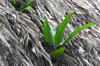 Anthurium schlechtendalii, photographed by Sebastián de Jesús Herrera Buenfil