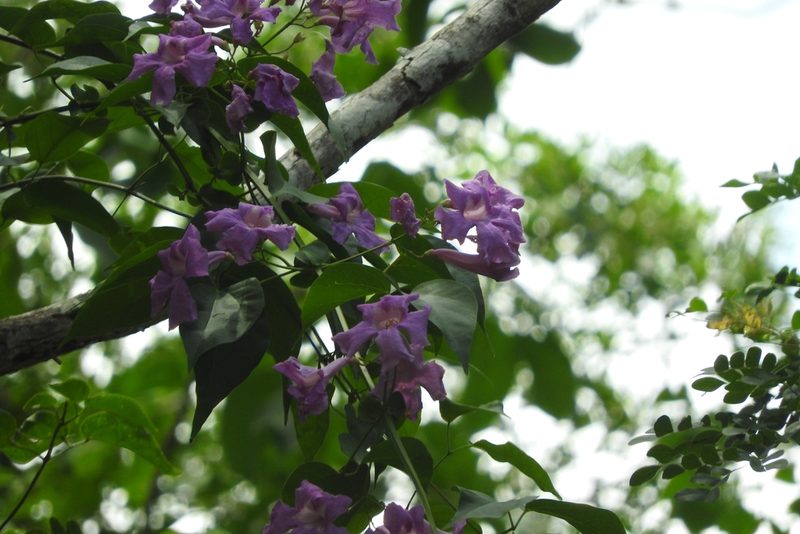 Bignonia neoheterophylla, photographed by Sebastián de Jesús Herrera Buenfil