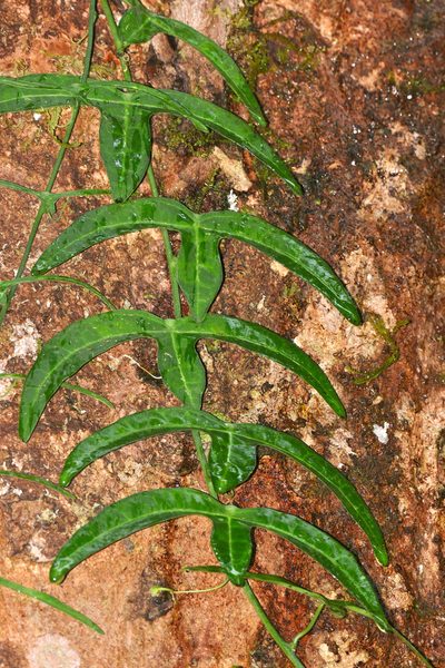 Adenia cordifolia, photographed by Bernard DUPONT