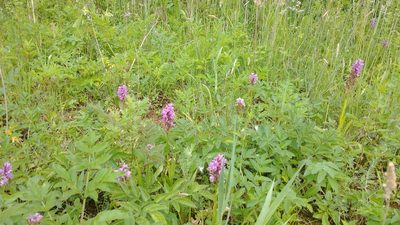 Dactylorhiza majalis, photographed by Wouter Van Landuyt