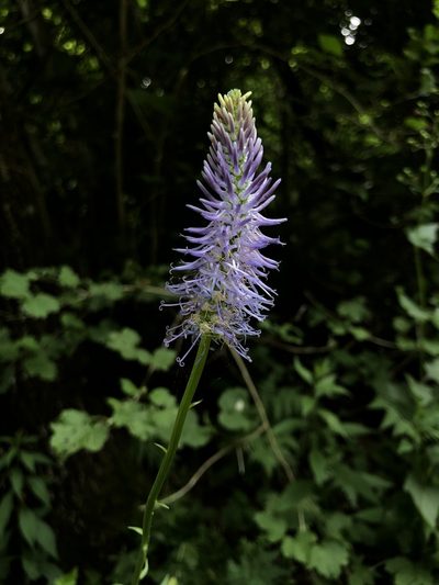 Phyteuma persicifolium, photographed by Conrad Altmann