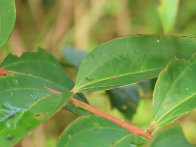 Coriaria intermedia, photographed by chiuluan