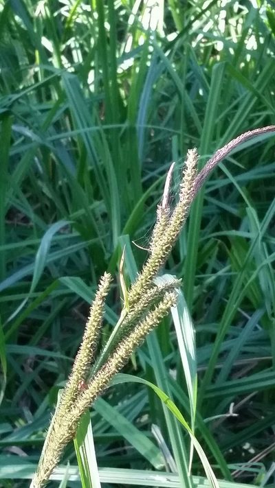 Carex amplifolia, photographed by Alex