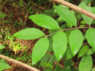 Deutzia pulchra, photographed by chiuluan