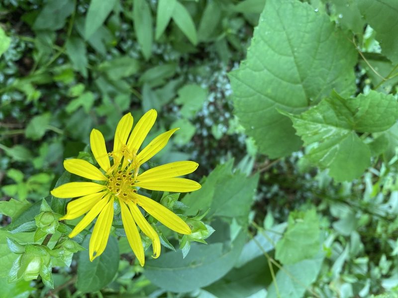 Silphium asteriscus, photographed by Carol Ann McCormick