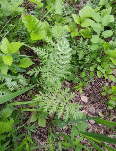 Artemisia tanacetifolia, photographed by Юлия