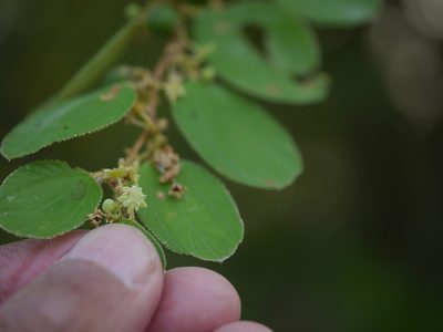 Ziziphus nummularia, photographed by Dinesh Valke