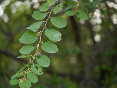 Ziziphus nummularia, photographed by Dinesh Valke