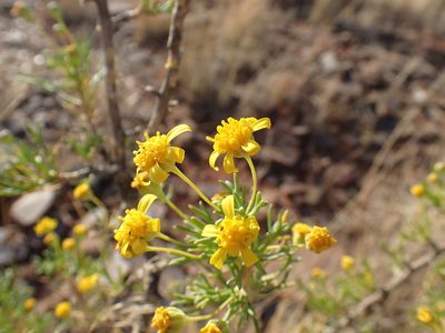 Euryops subcarnosus, photographed by Mahomed Desai