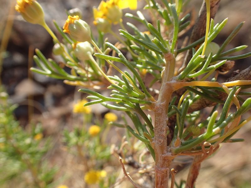 Euryops subcarnosus, photographed by Mahomed Desai
