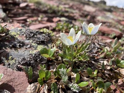 Anemone drummondii, photographed by Caleb Catto