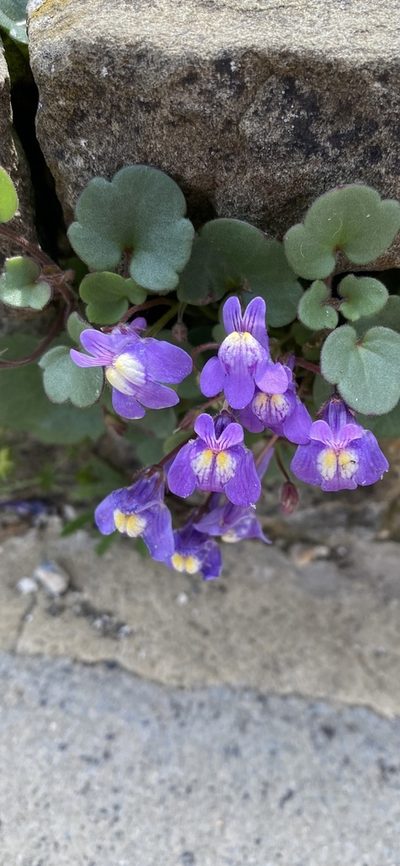 Cymbalaria pallida, photographed by kitkat22