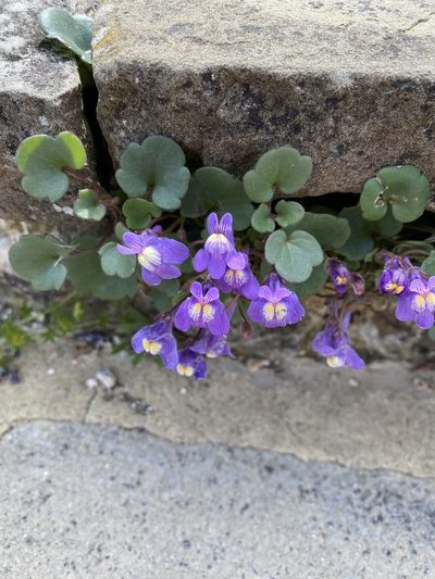 Cymbalaria pallida, photographed by kitkat22