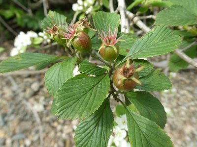 Crataegus punctata, photographed by Bruce Cook