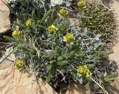 Smelowskia americana, photographed by Caleb Catto