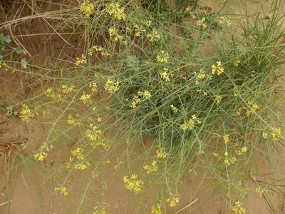 Coincya monensis, photographed by pete_gateley