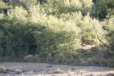 Nuxia oppositifolia, photographed by Tony Rebelo