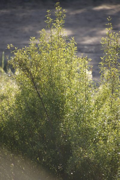 Nuxia oppositifolia, photographed by Tony Rebelo