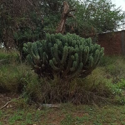 Myrtillocactus geometrizans, photographed by Juan Carlos Fonseca Mata