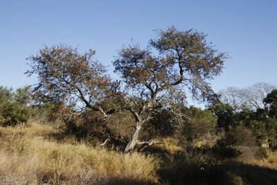 Terminalia prunioides, photographed by Tony Rebelo