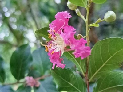 Lagerstroemia indica, photographed by Sabarni Sarker