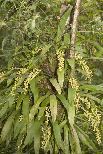 Gomesa planifolia, photographed by Nicolas Olejnik