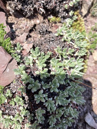 Eriogonum androsaceum, photographed by Caleb Catto