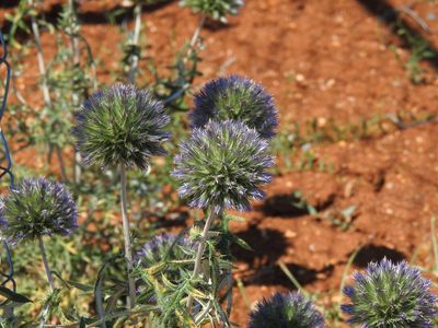 Echinops strigosus, photographed by Duarte Frade