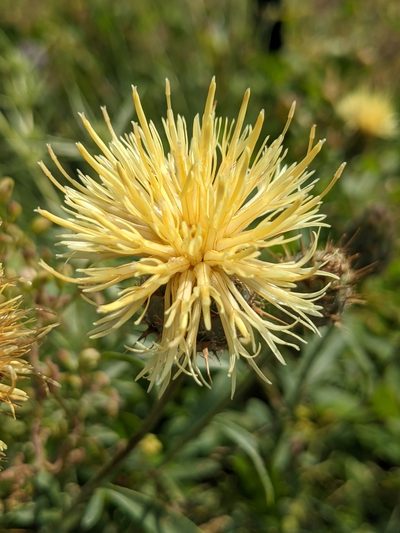 Centaurea collina, photographed by Denis Bastianelli