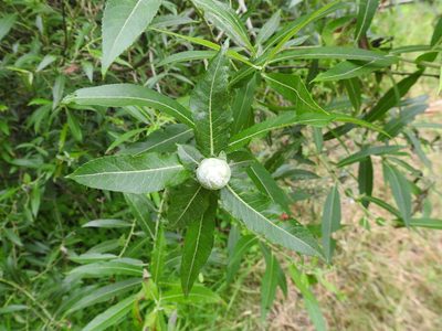 Salix eriocephala, photographed by sudomir
