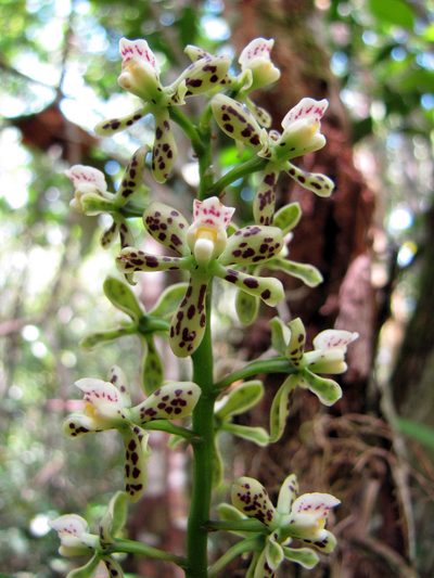 Prosthechea vespa, photographed by Katja Schulz