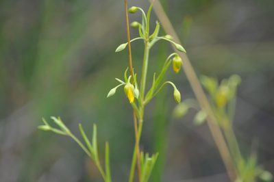 Lysimachia quadriflora, photographed by Emily Franzen