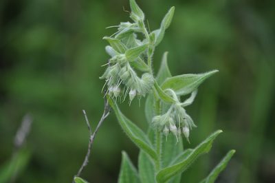Lithospermum parviflorum, photographed by Emily Franzen