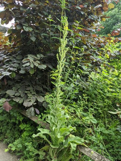 Verbascum speciosum, photographed by Victor Heng