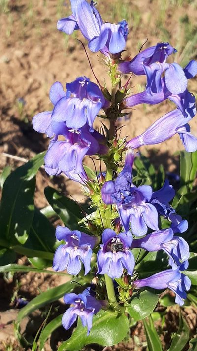 Penstemon pennellianus, photographed by Joshua Morris